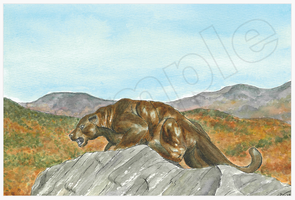 Middlebury College Panther - FALL: Post Card
