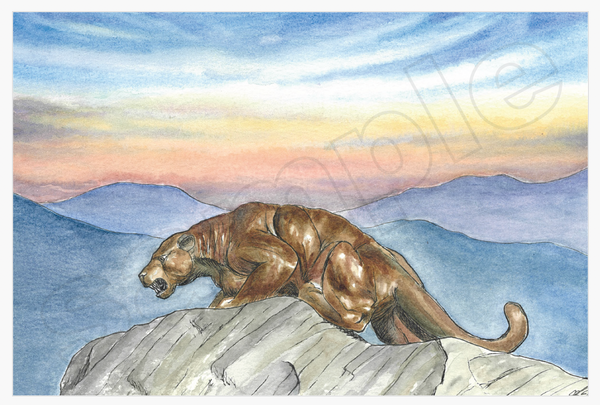 Middlebury College Panther - Sunrise: Post Card